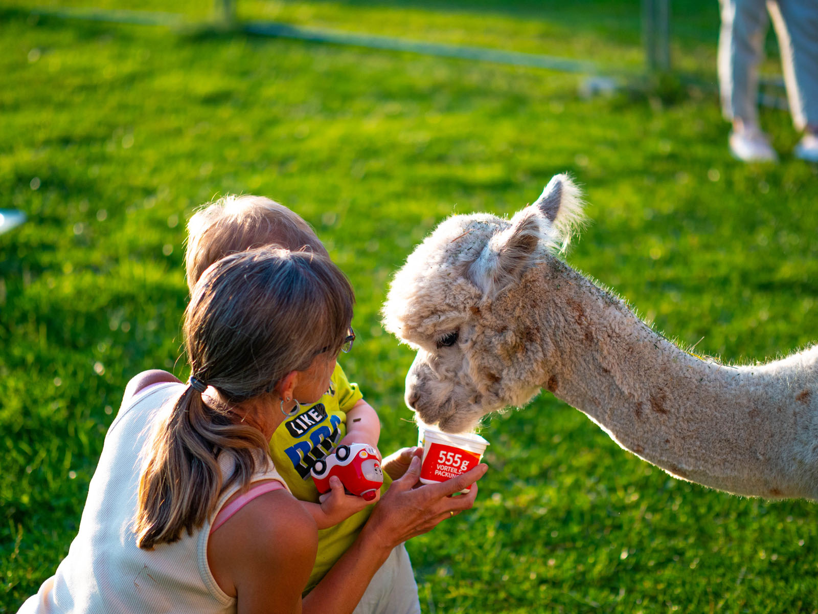 Alpakas Füttern und Streicheln bei Dream Alpakas